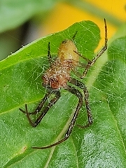 Araneus pegnia