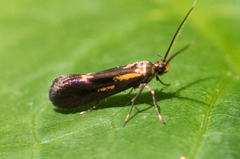 Mathildana newmanella