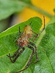 Araneus pegnia