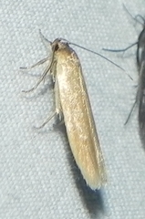 Holcocera immaculella