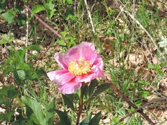 Paeonia broteri