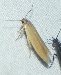 Holcocera immaculella