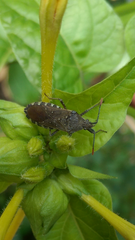 Catorhintha apicalis