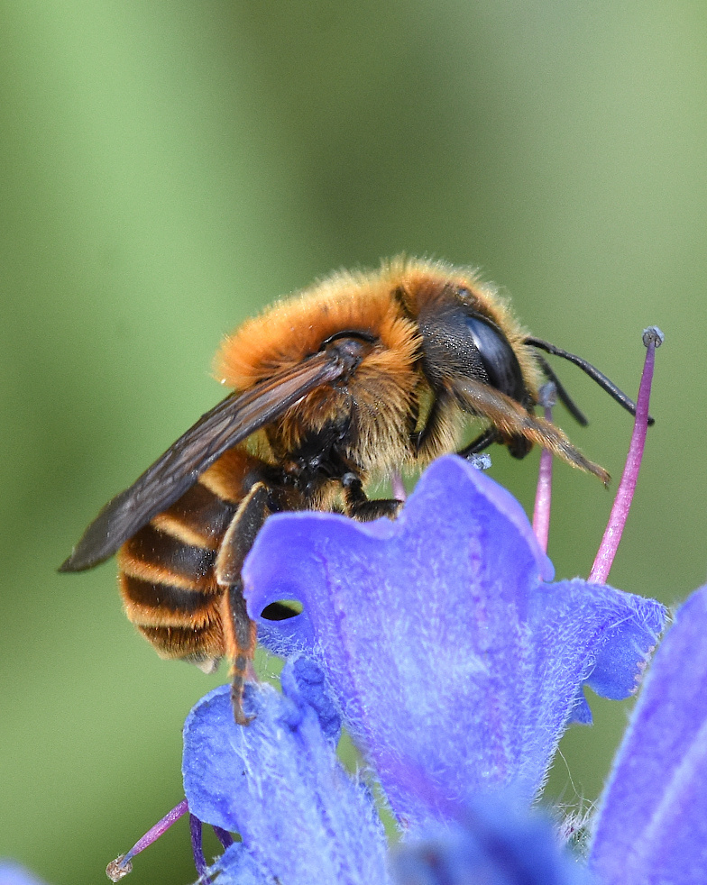 Gold-fringed Mason Bee