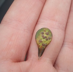 Chrysomphalus pinnulifer