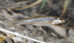 Notropis dorsalis