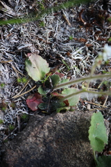 Micranthes virginiensis