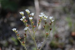 Micranthes virginiensis