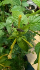 Catorhintha apicalis