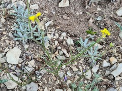 Erysimum substrigosum