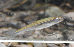Notropis percobromus