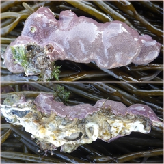 Lithophyllum hibernicum