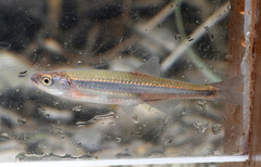 Notropis percobromus
