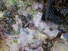 Lithophyllum hibernicum