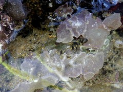 Lithophyllum hibernicum