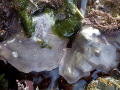 Lithophyllum hibernicum