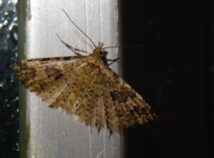 Alucita grammodactyla