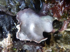 Lithophyllum hibernicum