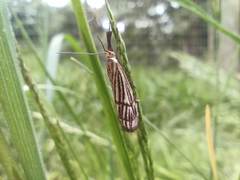 Chrysocrambus linetella