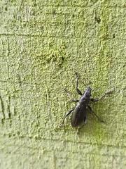 Brachyderes lusitanicus