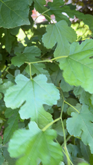 Morus alba