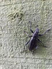 Brachyderes lusitanicus