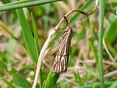 Chrysocrambus linetella