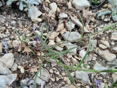 Erysimum substrigosum