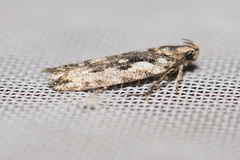 Ardozyga hormodes