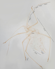 Acyrthosiphon kondoi