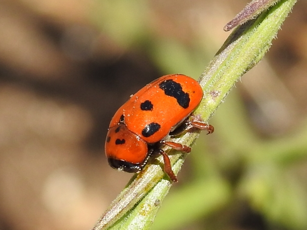Clytra atraphaxidis
