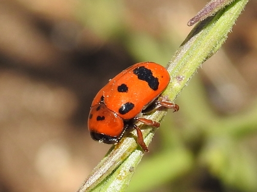 Clytra atraphaxidis