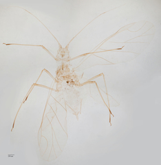 Acyrthosiphon kondoi