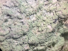 Lecanora layana
