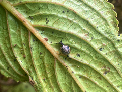 Philonesia