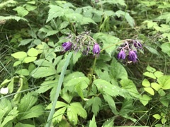 Hydrophyllum virginianum atranthum