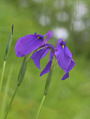 Iris ensata