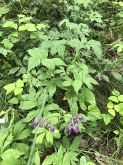 Hydrophyllum virginianum atranthum