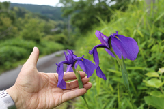 Iris ensata