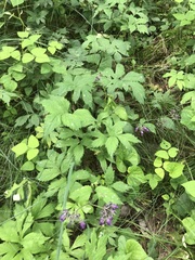 Hydrophyllum virginianum atranthum