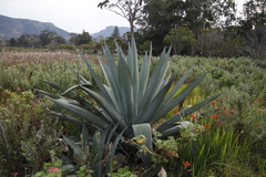 Agave americana expansa