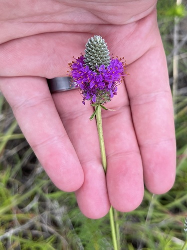 Dalea compacta