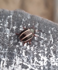 Leptinotarsa tlascalana