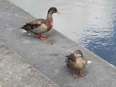 Anas platyrhynchos × fulvigula