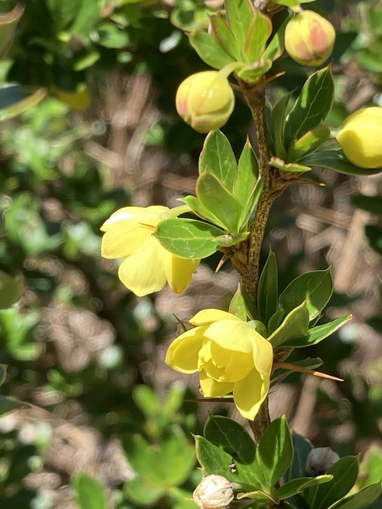 Berberis angulosa (Berberis angulosa)