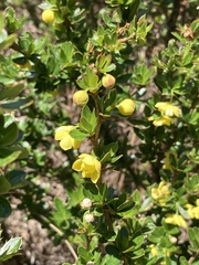 Berberis angulosa, photograph author not stated, no rights reserved