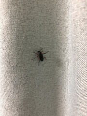 Strongylium erythrocephalum