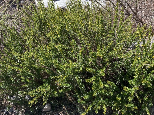 Berberis angulosa, photograph 3