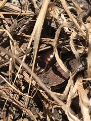 Parcoblatta americana