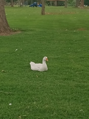 Anser anser domesticus